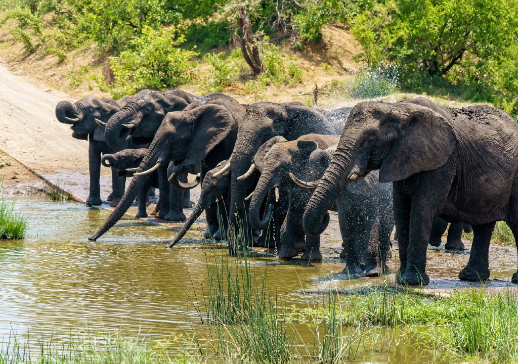 Image for SDG 15: Life on Land